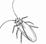 Cockroach Barata Cucaracha Desenhar Bestcoloringpagesforkids Hissing Artesanatototal sketch template