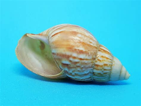 large thin walled seashell stock photo image  spiral