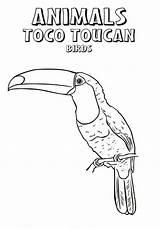 Toucan Toco sketch template
