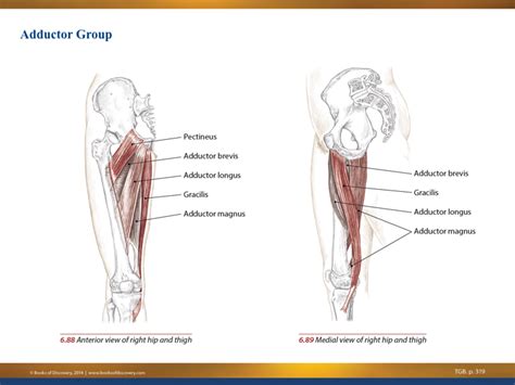 Hip Adductors Anatomy And Exercises