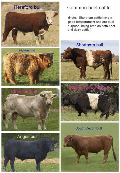 differences  dairy cows  beef cows cattle beef  dairy