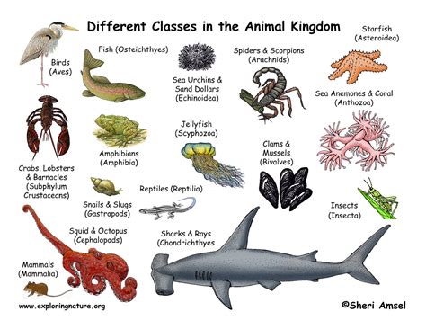 animal classes