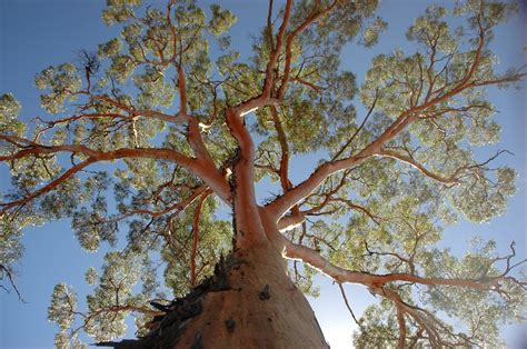 eucalyptus         flowering giants