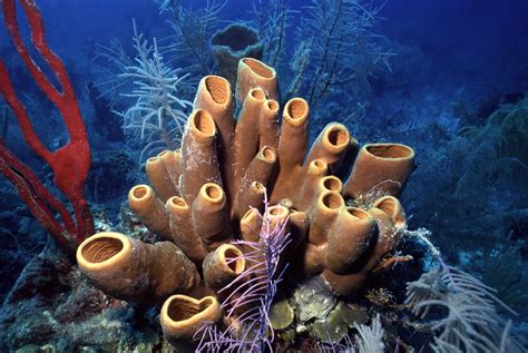 fascinating facts  sea sponges underwater