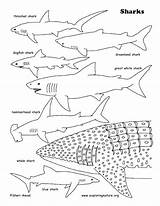 Shark Coloring Pages Whale Sharks Printable Great Tiger Basking Lavagirl Color Colouring Print Sharkboy Getcolorings Getdrawings Printing Octonauts Colorings Exploringnature sketch template