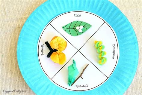butterfly life cycle paper plate craft buggy  buddy
