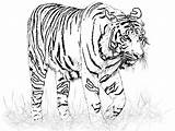 Coloring Pages Liger Tiger Getcolorings sketch template