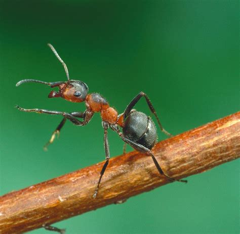 biologie ameisen orientieren sich  optischen landmarken welt