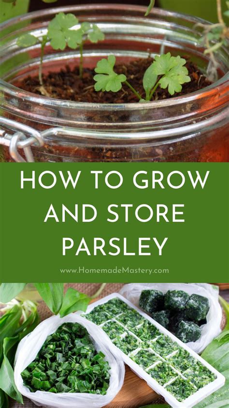 grow parsley  seed homemade mastery growing parsley