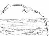 Albatross Wandering Designlooter Crow Perched sketch template