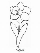 Daffodil Coloring Pages Flower Recommended sketch template