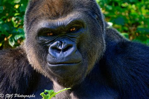 male silverback western lowland gorilla male silverback  flickr