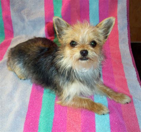chorkie chihuahua yorkie mix breed review   pictures animalso