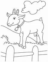 Goat Cabras Cabra Goats Koza Animais Ziege Kolorowanki Fazenda Ausmalbilder Kolorowanka Ausmalbild Pygmy Kozy Druku Procoloring Kambing Carneiro Ovelha Carneirinhos sketch template