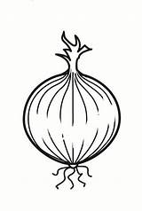 Cebolla Onion sketch template