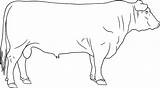 Cattle Pages Coloring Lowline sketch template