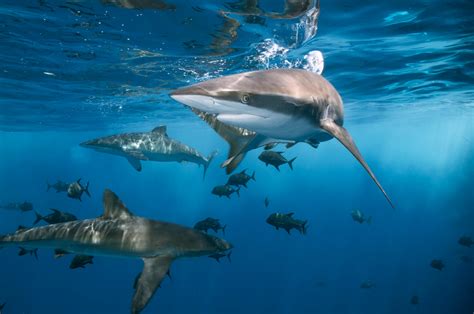 dangerous sharks swimming  clean water  ocean  stock photo