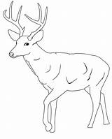Deer Coloring Pages Tailed Printable Template Buck Whitetail Antlers Kids Drawing Clipart Antler Animal Color Print Templates Mule Baby Easy sketch template