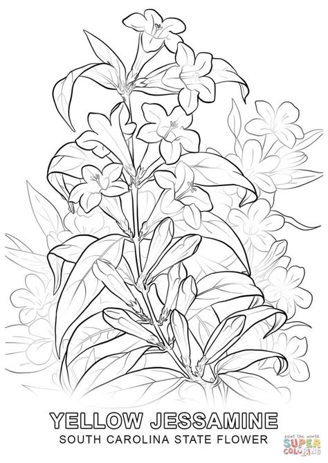 south carolina state flower coloring page  printable coloring