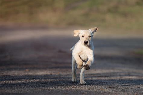 stop  puppy  chasing  older dog
