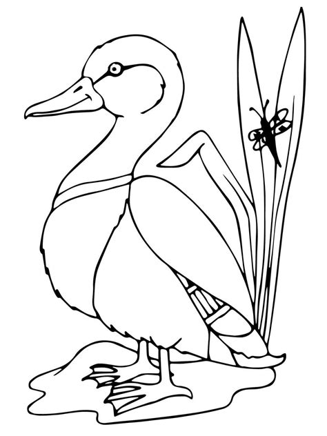 mallard duck  hefty bodies  rounded heads coloring page