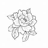 Peony Coloring Flower Leafs Book Dreamstime Illustrations Vectors sketch template