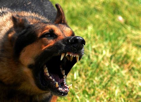 understand fear  dominance aggression  dogs