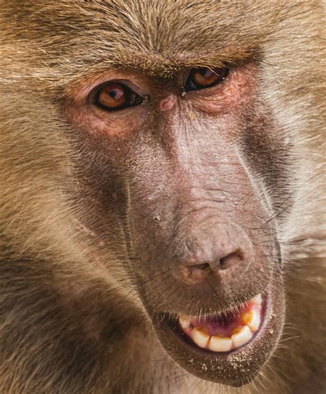 baboon pictures   images  unsplash