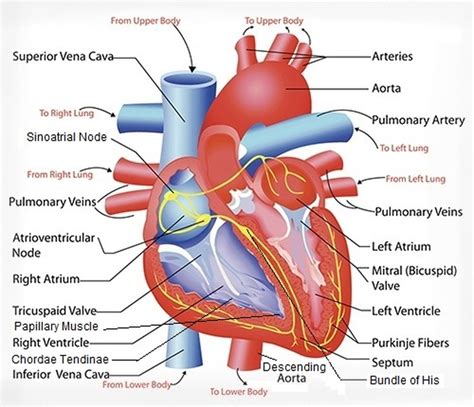 heart tucci kinesiology