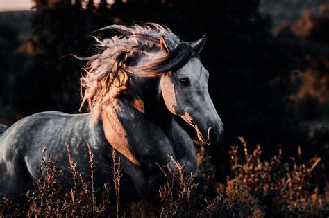 pferde anna ibelshaeuser photography pferde fotografie schoene pferde huebsche pferde