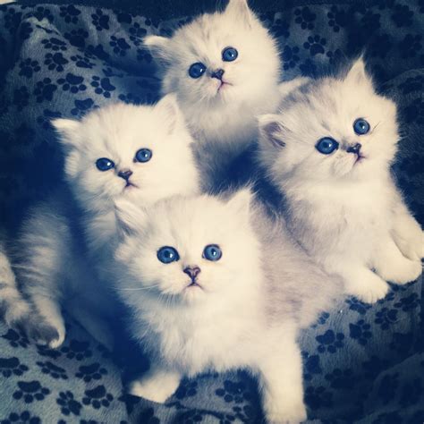 persian kittens kittens cutest persian kittens kittens