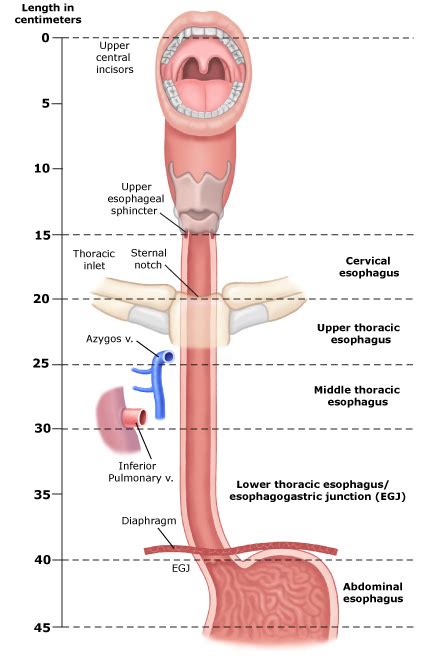 Parts Of The Esophagus Seattle Cancer Care Alliance