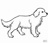 Coloring Labrador sketch template