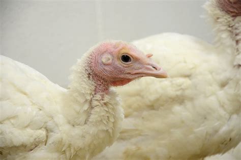 intrepid turkeys find   home farm sanctuary