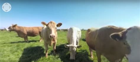 video get up close and personal with some cows agriland ie