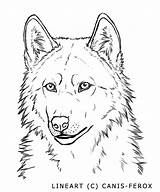 Lineart Wolves Tiere Ferox Canis Gesicht Umrisszeichnungen sketch template