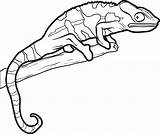 Coloring Gecko Pages Printable Getdrawings sketch template