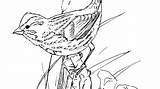 Sparrow Coloring Pages Jack Getcolorings sketch template