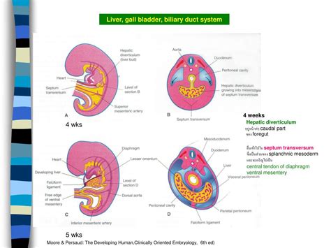 ppt development of digestive system powerpoint
