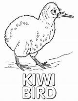 Kiwi Bird Coloring Pages sketch template