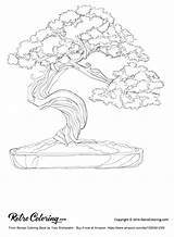 Bonsai Coloring Book Designlooter Sample 87kb 900px sketch template