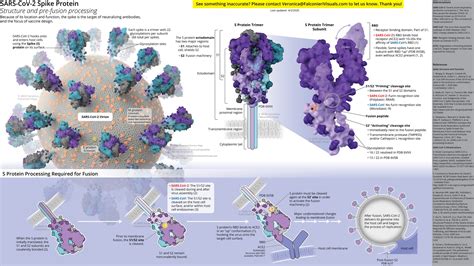 sars   spike protein structure falconieri visuals llc