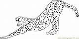 Cheetah Coloring Pages Running Stretching Color Drawing Line Printable Getcolorings Cheetahs Adults Getdrawings Colo Coloringpages101 Print Popular sketch template
