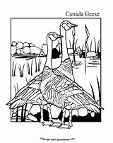 Coloring Goose Pages Canada Colouring Geese Crafts Printable Sheets Kids Birds Preschool Canadian Craft Popular Choose Board Thekidzpage Books sketch template