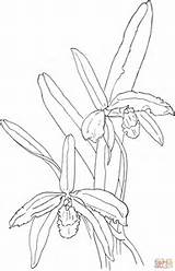 Orchid Cattleya Coloring Drawing Pages Getdrawings Sophronitis Perrin Para Colorear Orquídea Supercoloring Kaynak sketch template