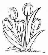 Bunga Tulip Mewarnai sketch template