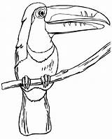 Toucan Bird Tukan Ausmalbilder Keel Billed Ausmalbild Supercoloring Toucans Kostenlos Ausdrucken sketch template