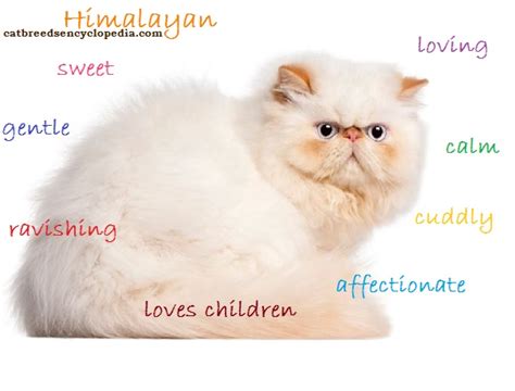 the himalayan cat cat breeds encyclopedia
