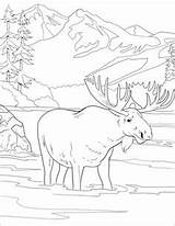 Moose Elch Alce Parques Yellowstone Naturales Mountains Supercoloring Denali sketch template