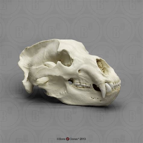kodiak grizzly bear  large skull bone clones  osteological reproductions